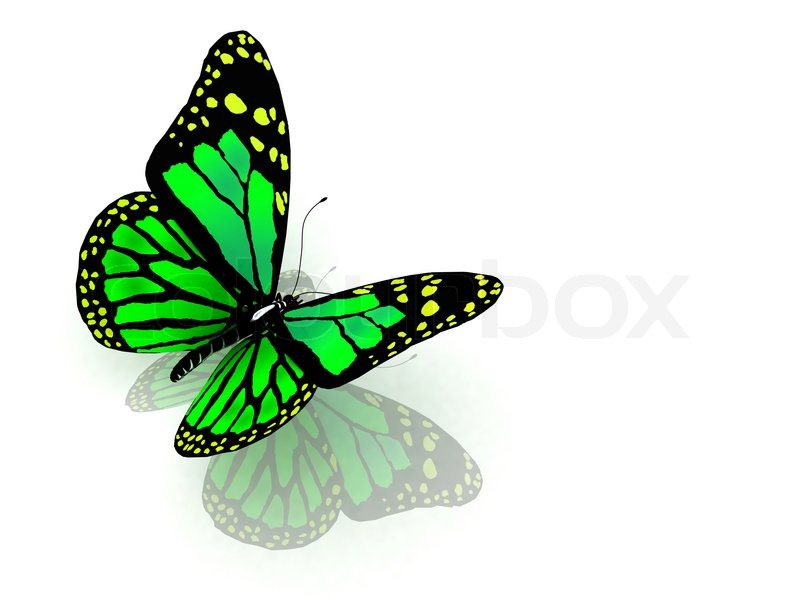 Butterfly Property Management Butterfly Property Management