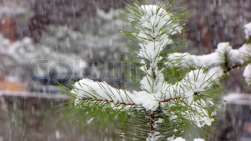 Snow Falling On Trees Snow Falling On Trees