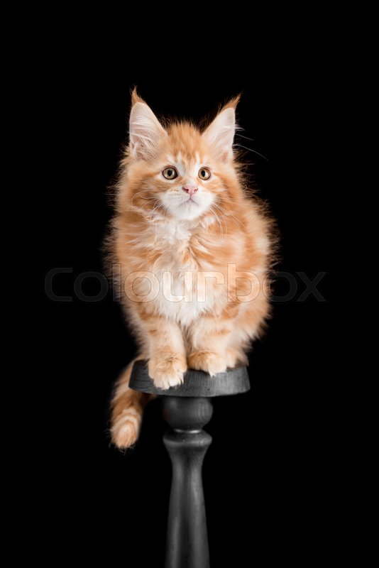 Red Kitten Maine Coon On A Black Stock Image Colourbox