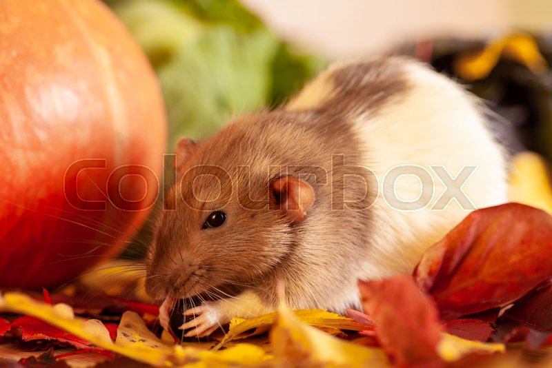 Rat eating grape on colorful autumn Stock image Colourbox