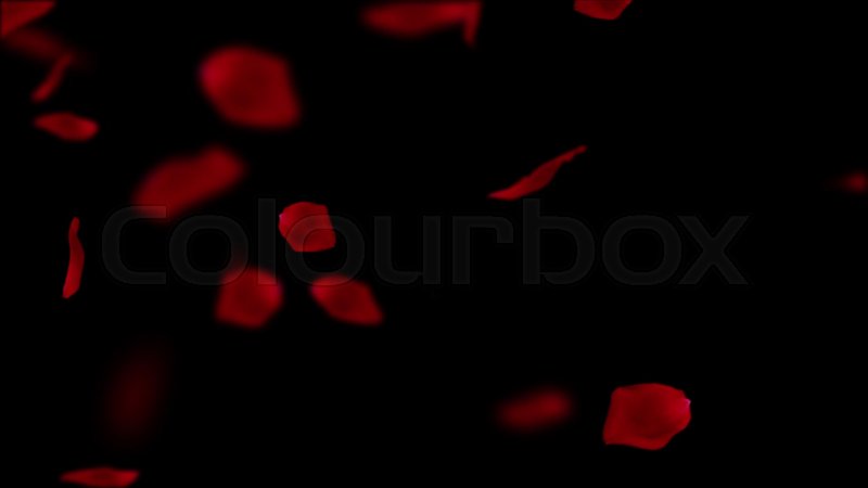 Falling Black Rose Petals