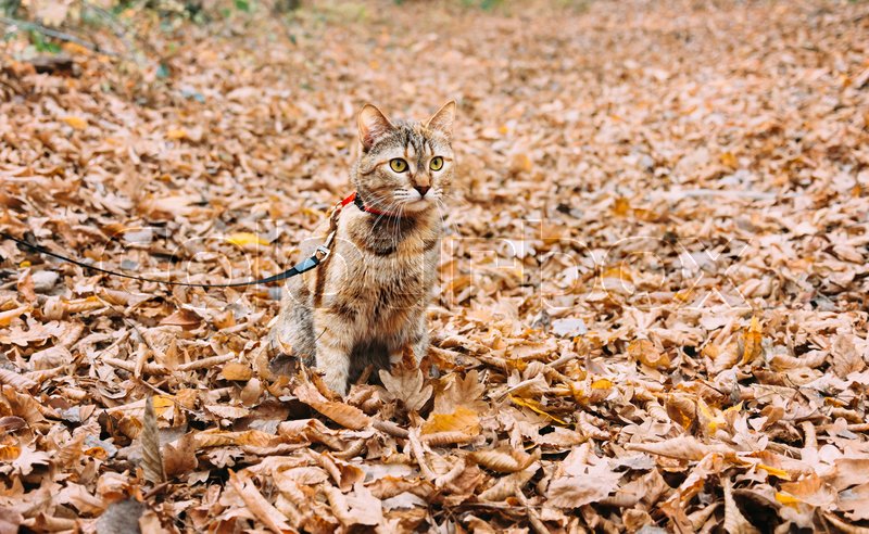 Tabby Red Cat On A Leash Sitting On Stock Image Colourbox