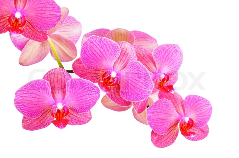 Pink Orchid Flower Stock Image Colourbox