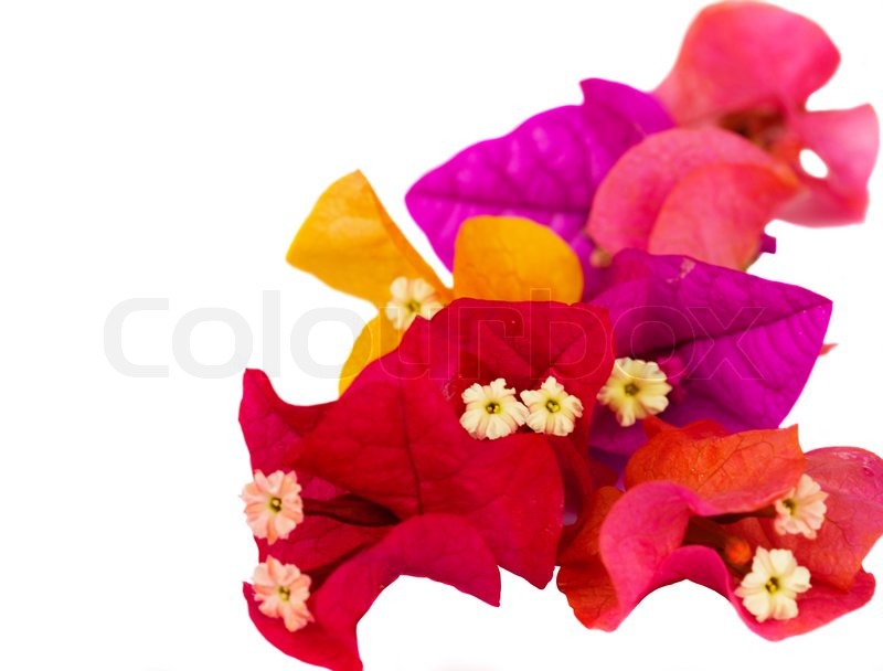 Bougainvillea flowers | Stock image | Colourbox
