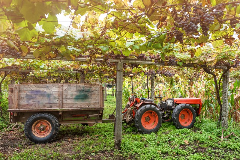 Tractor in the vineyard. Winery Stock image Colourbox