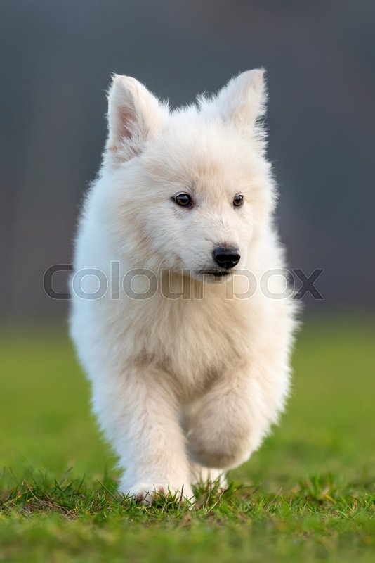 Cute White German Shepherd Puppy