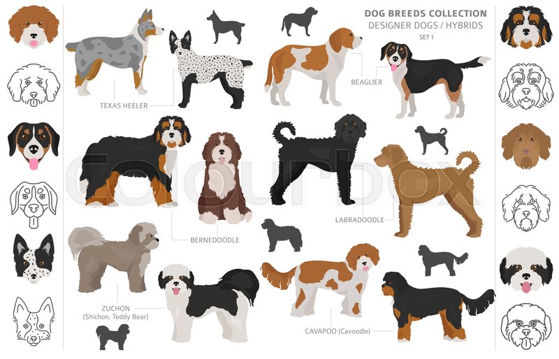 Designer dogs, crossbreed, hybrid mix Stock vector Colourbox