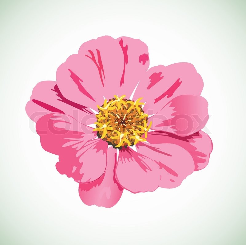 Delicate flower bloom vector Stock vector Colourbox
