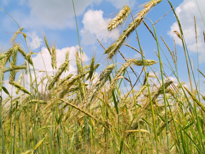 Harvesting field of rye Stock image Colourbox