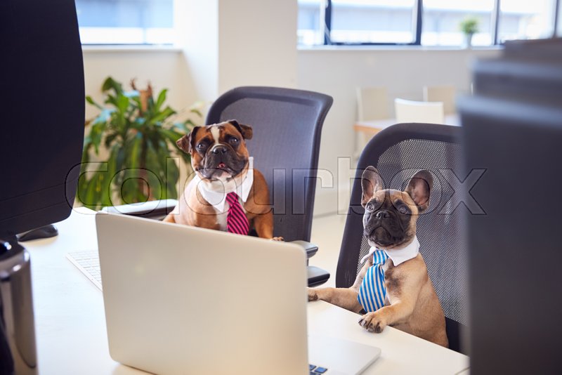 Bulldog Using Computer