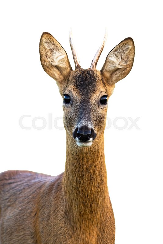 Vertical portrait of young roe deer, | Stock image | Colourbox