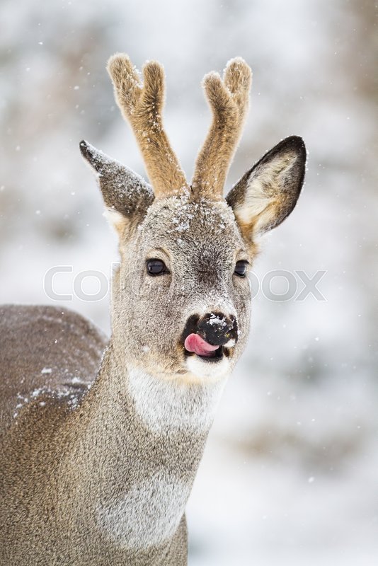 Single horned roe deer