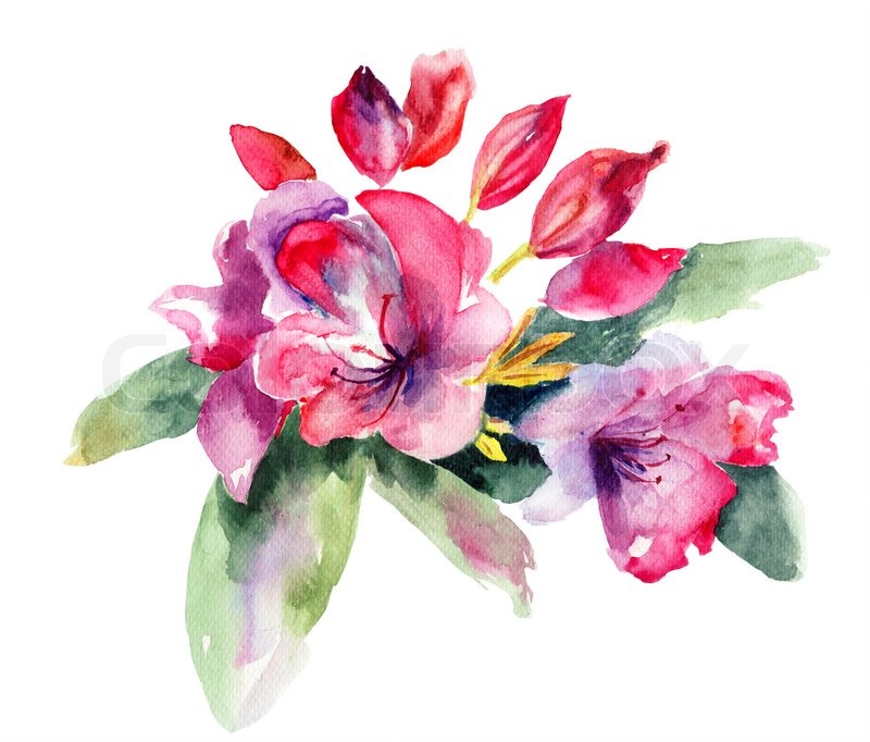 pink rhododendron flowers stock photo colourbox pink rhododendron flowers stock photo colourbox