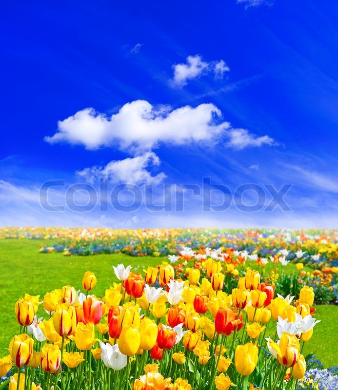  Frühling Landschaft mit Blumen und 