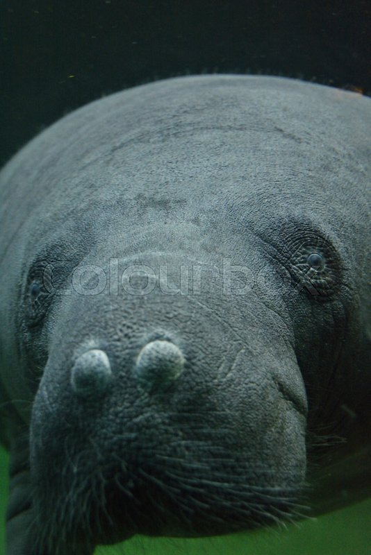Soko I Zoo I Odense Stock Foto Colourbox