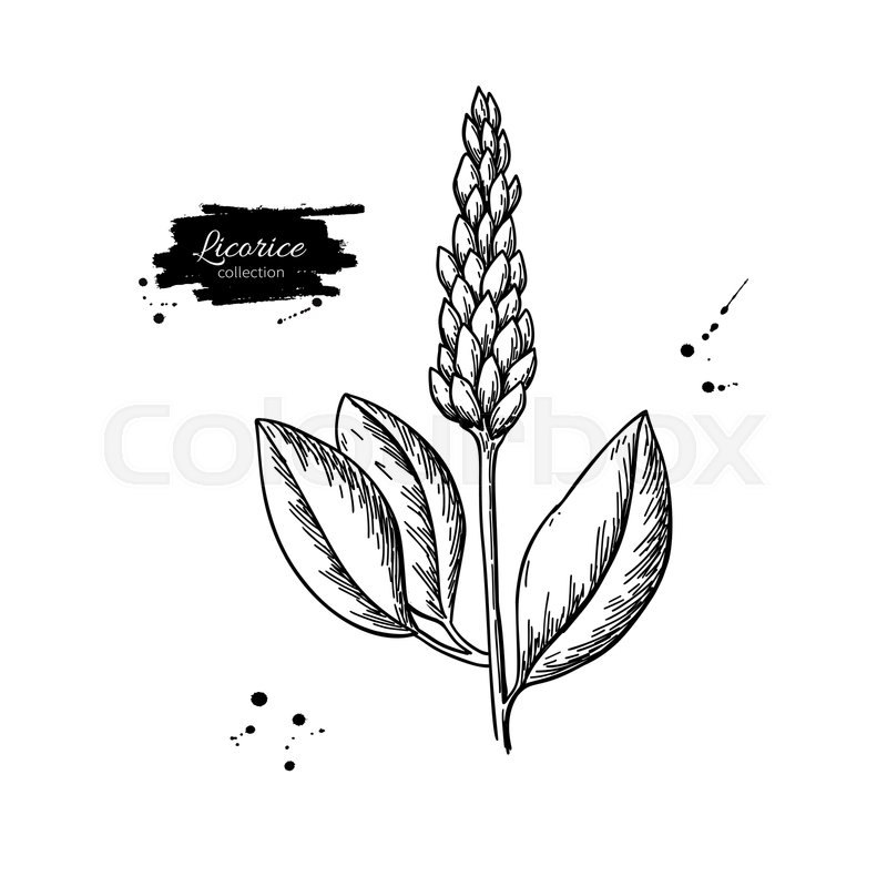 Licorice plant vector drawing. Stock vector Colourbox
