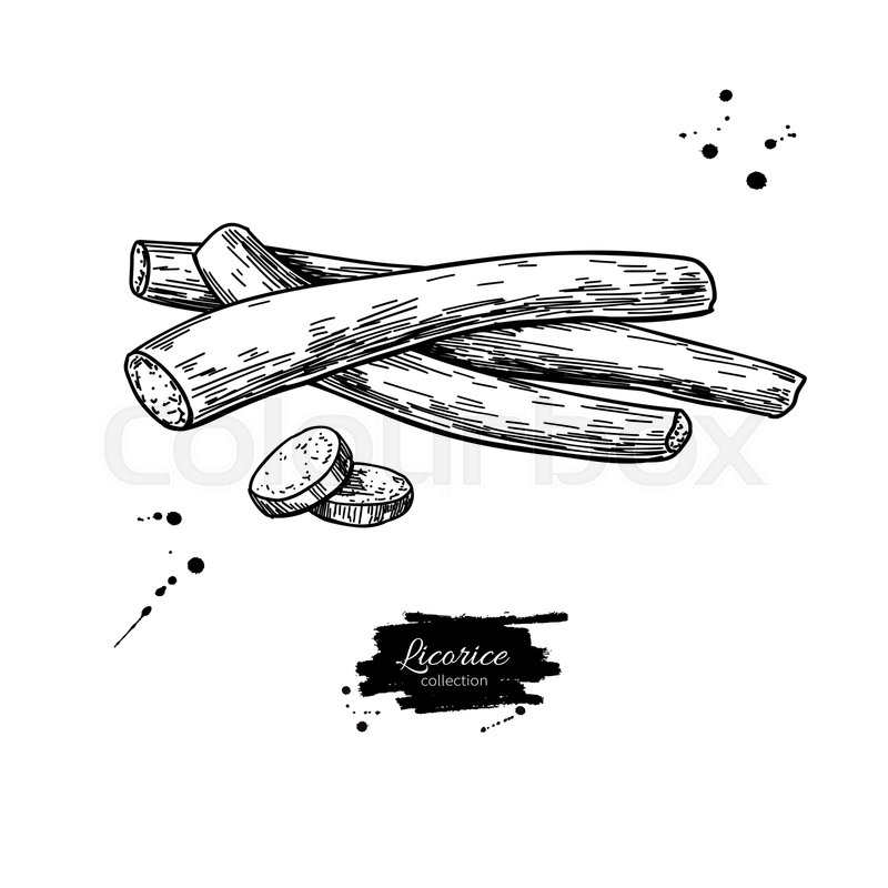 Licorice roots vector drawing. Stock vector Colourbox