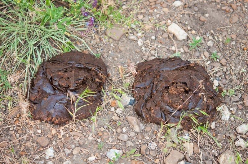 Cow poop | Stock image | Colourbox