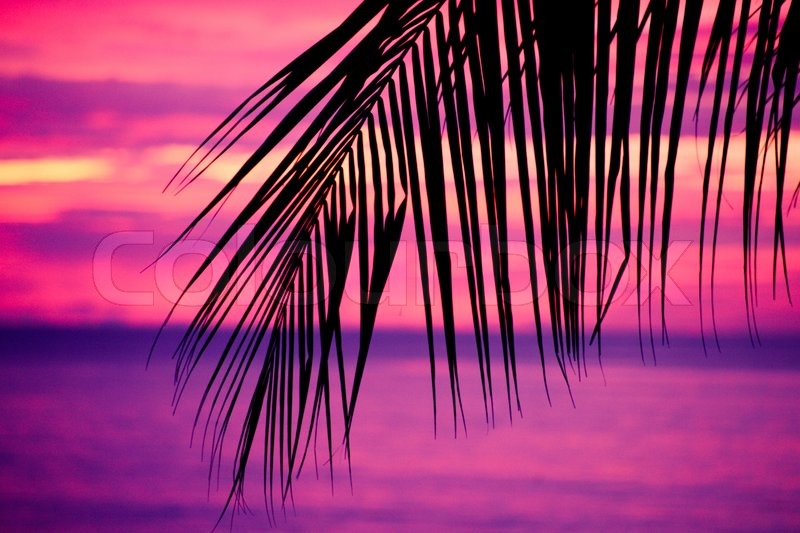 Luxury Violet Sunset Color with Palm Tree - Lucky Number 55