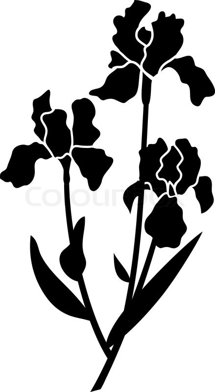 Iris black | Stock vector | Colourbox
