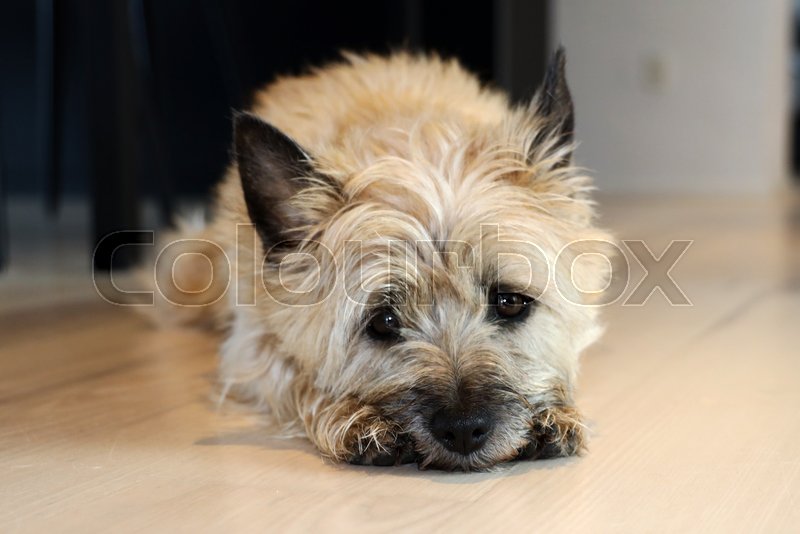 Lille sød cairn terrier ligger på ... | Stock foto | Colourbox