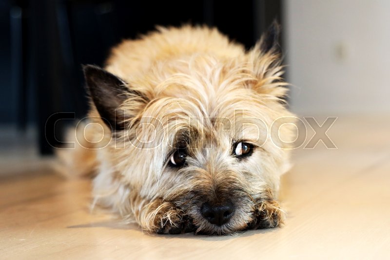 Lille cairn terrier ligger og skuler med ... | Stock foto | Colourbox