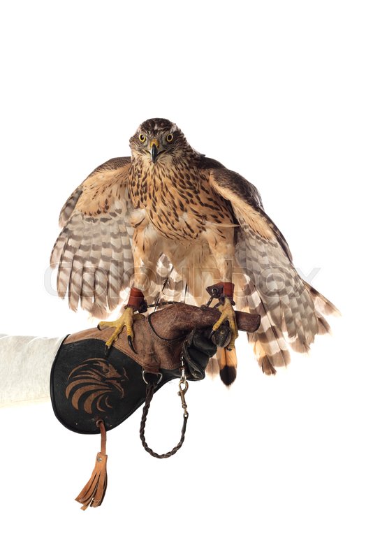 The art of falconry. Azor on the | Stock image | Colourbox