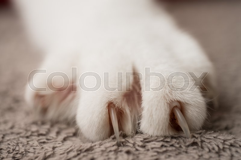 Nails Come Out At The Paw Of The Foot Stock Image Colourbox