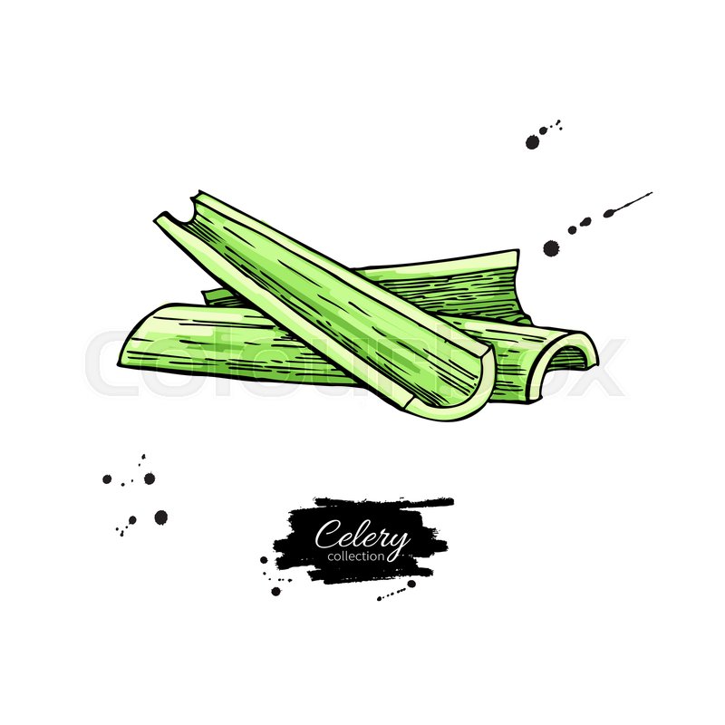 Celery stick hand drawn vector Stock vector Colourbox