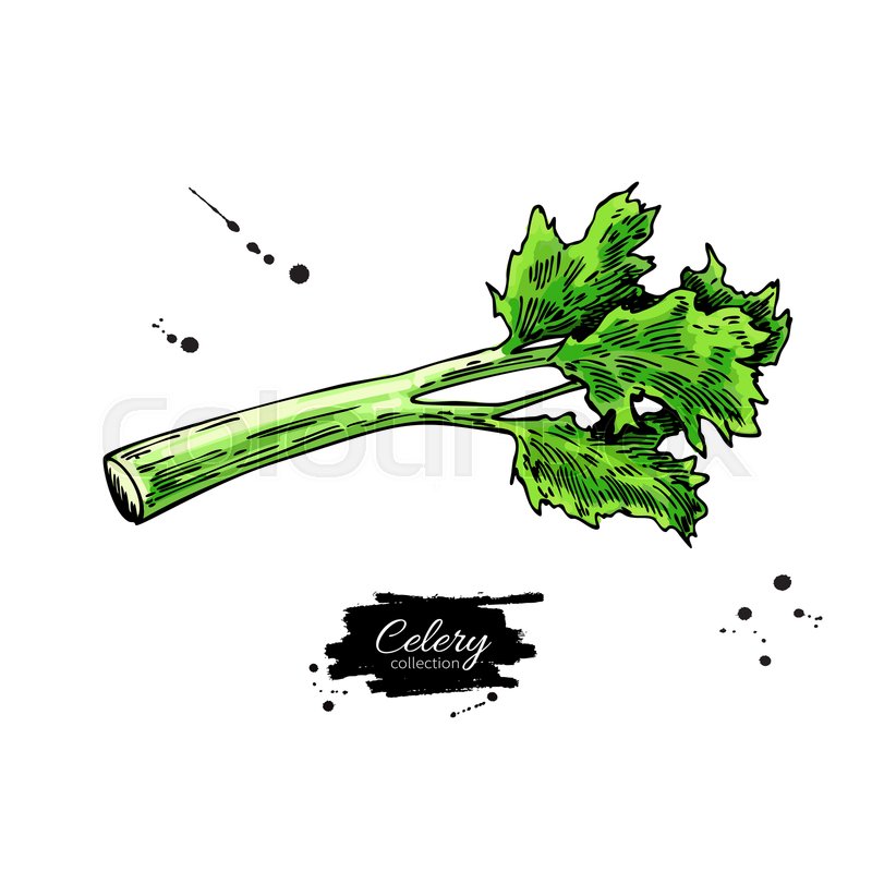 Celery stick hand drawn vector Stock vector Colourbox