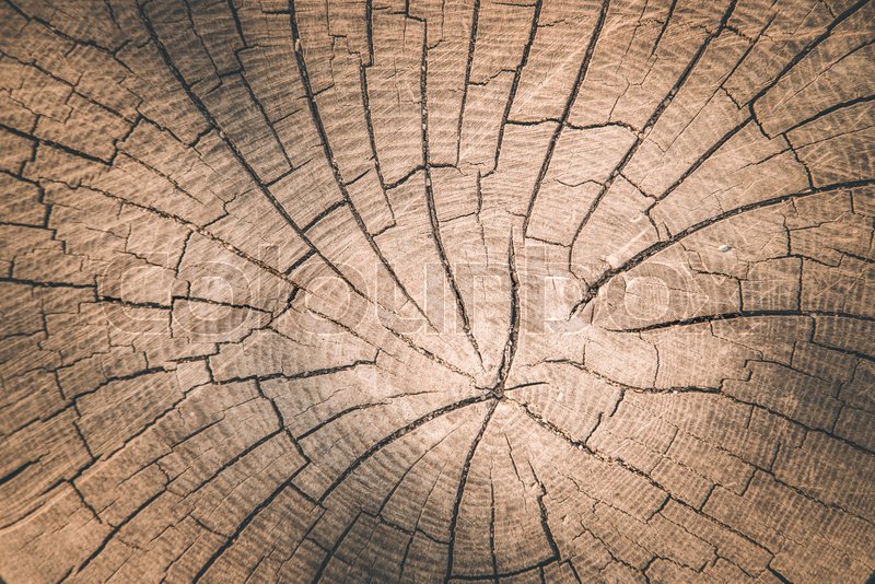 Wooden tree stump, background with | Stock image | Colourbox