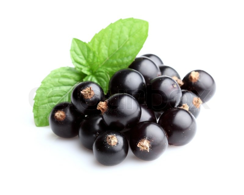 Blackcurrant with mint | Stock image | Colourbox