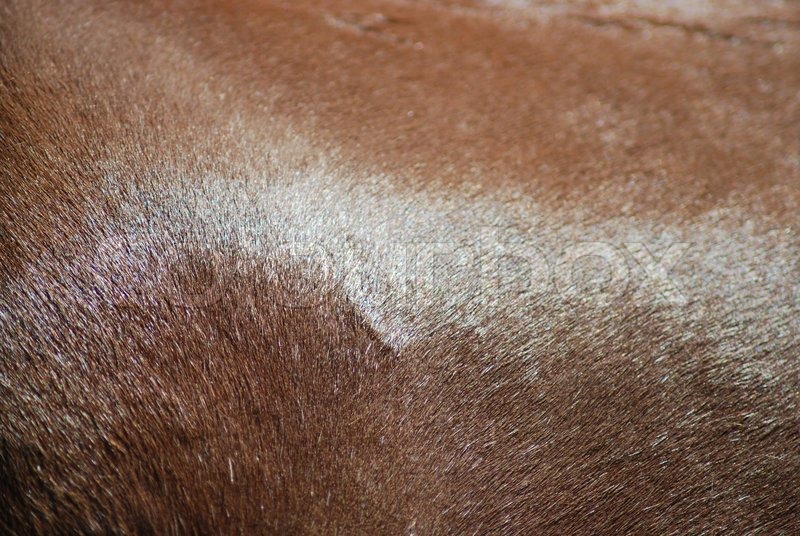 Brown horse skin and fur close up, nature texture Stock Photo Colourbox