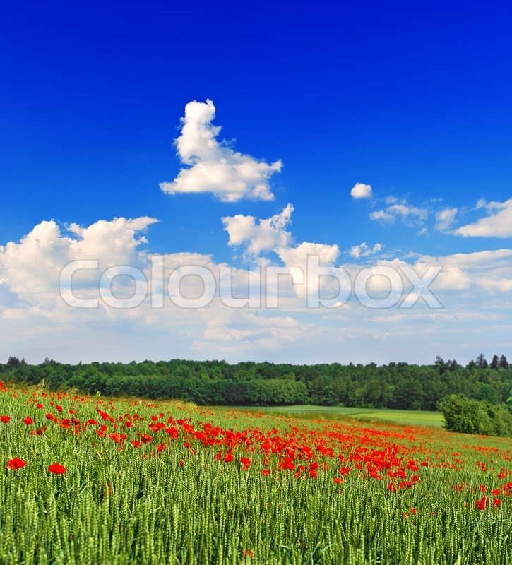 Poppies field with cloudy blue sky | Stock image | Colourbox