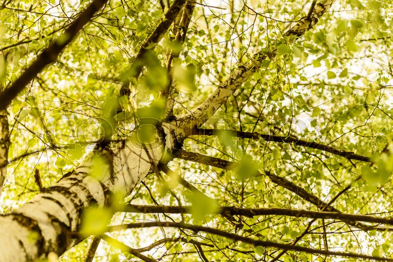 Birch tree back lit branches and leafs Stock image
