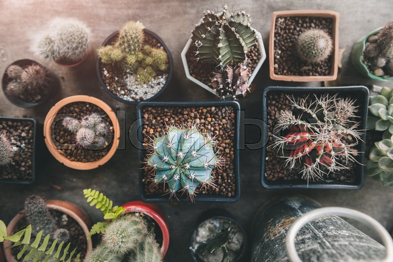 Home garden cactus plant design in | Stock image | Colourbox