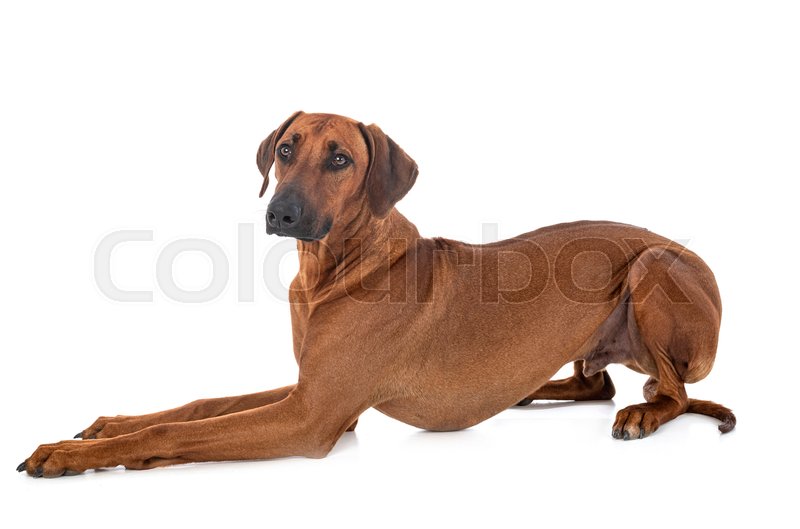 white rhodesian ridgeback