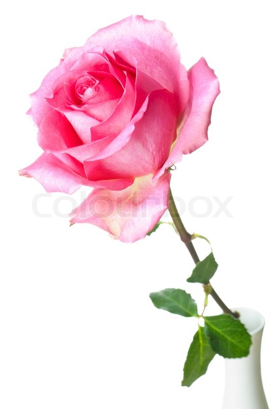 single pink rose white background