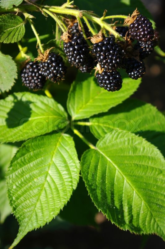 Blackberry Stock Image Colourbox