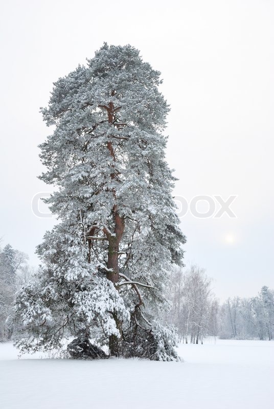 Tall Pine Tree Covered By Snow Stock Image Colourbox