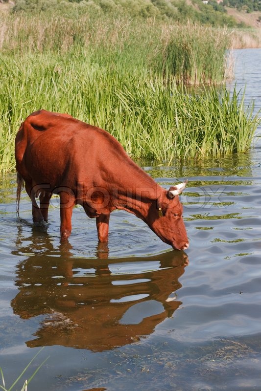 He braune Kuh trinkt Wasser aus dem Stock Bild Colourbox