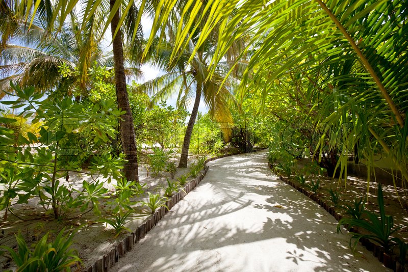 Garden Inside Maldives Island. Tropical ... | Stock image | Colourbox