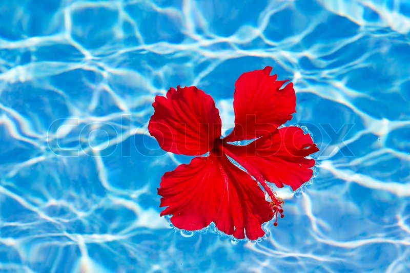 Flower on the water Stock image Colourbox