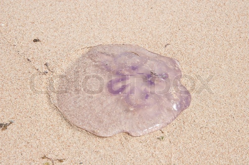 Pink Jellyfish on the beach in the water Stock Photo Colourbox