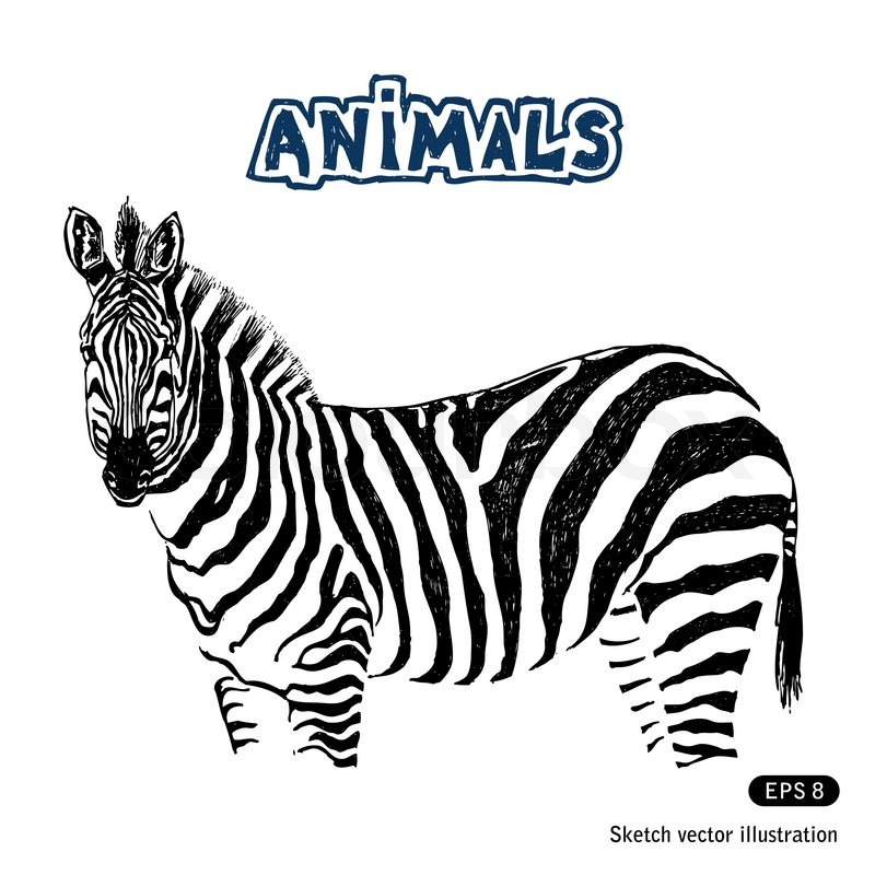 Zebra | Stock-Vektor | Colourbox