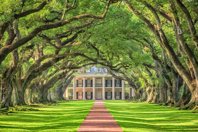 Plantation in the South | Stock image | Colourbox