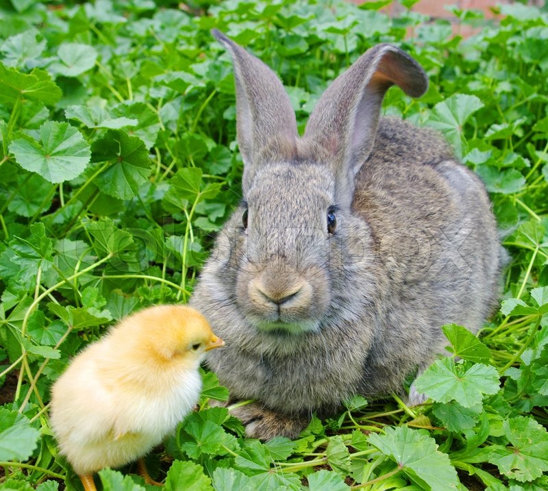 A rabbit and chicken Stock Photo Colourbox