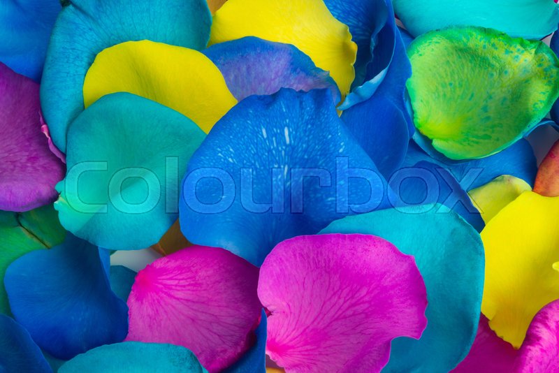 Multicolored rose petals isolated on Stock image Colourbox