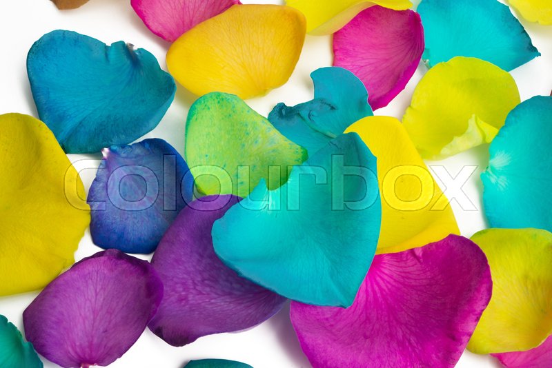 Multicolored rose petals isolated on Stock image Colourbox