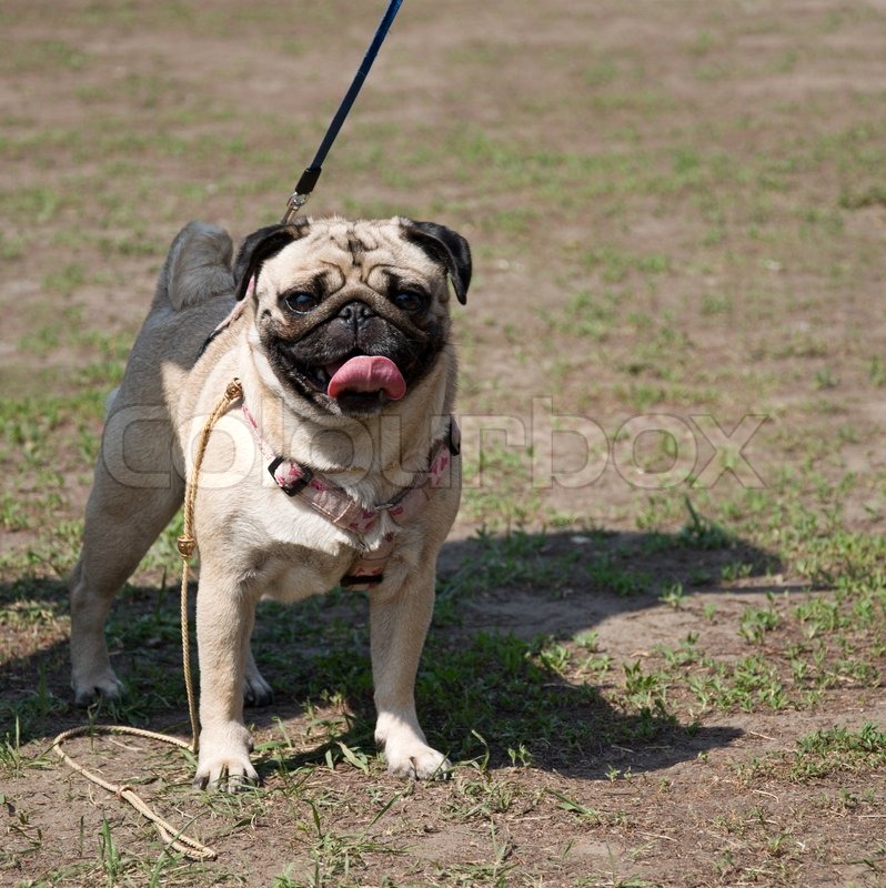 Mops Hund Stock Bild Colourbox